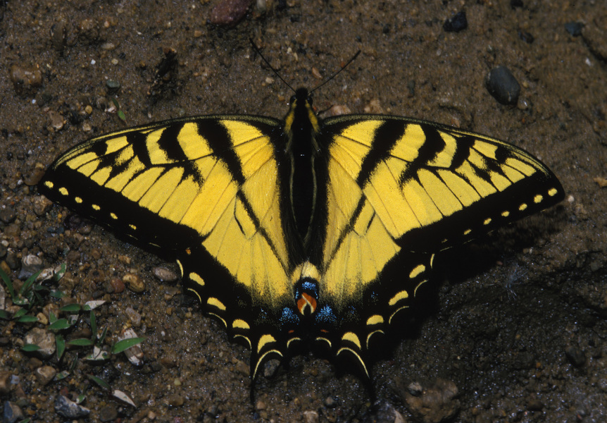 Papilio glaucus