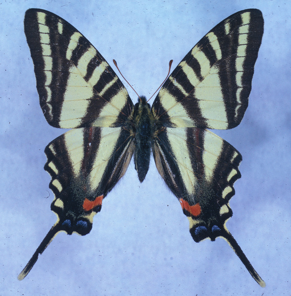 Lepidoptera