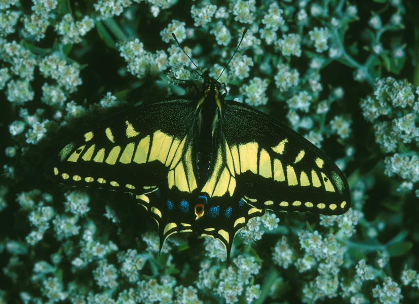 Papilio