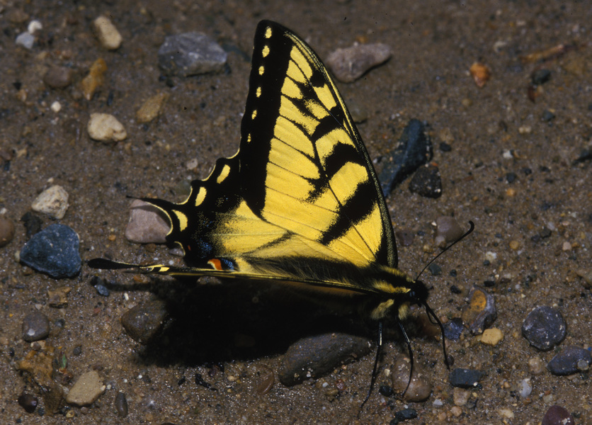 Papilio glaucus