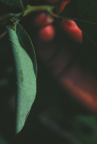 Papilio troilus