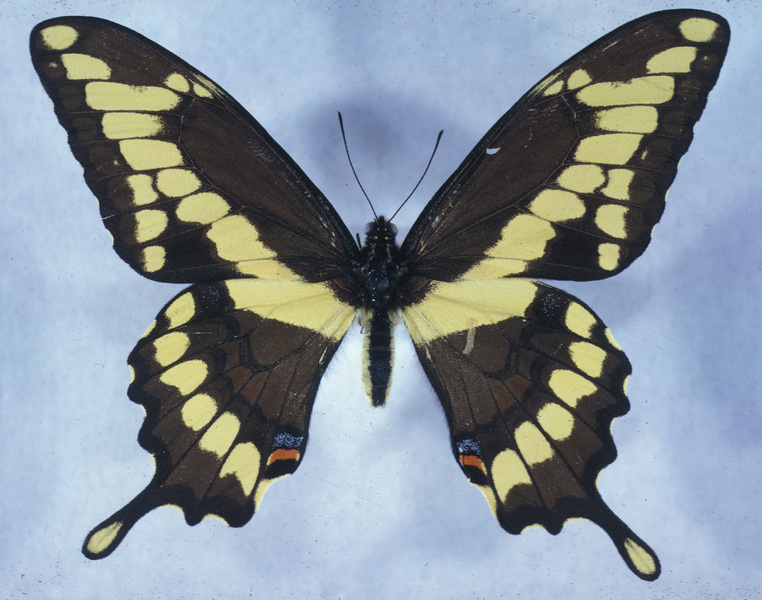 Papilionidae