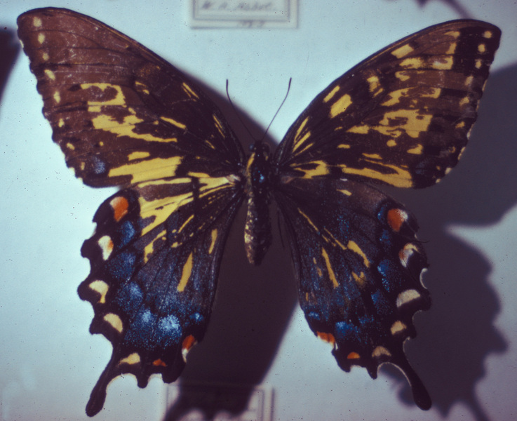 Papilionidae