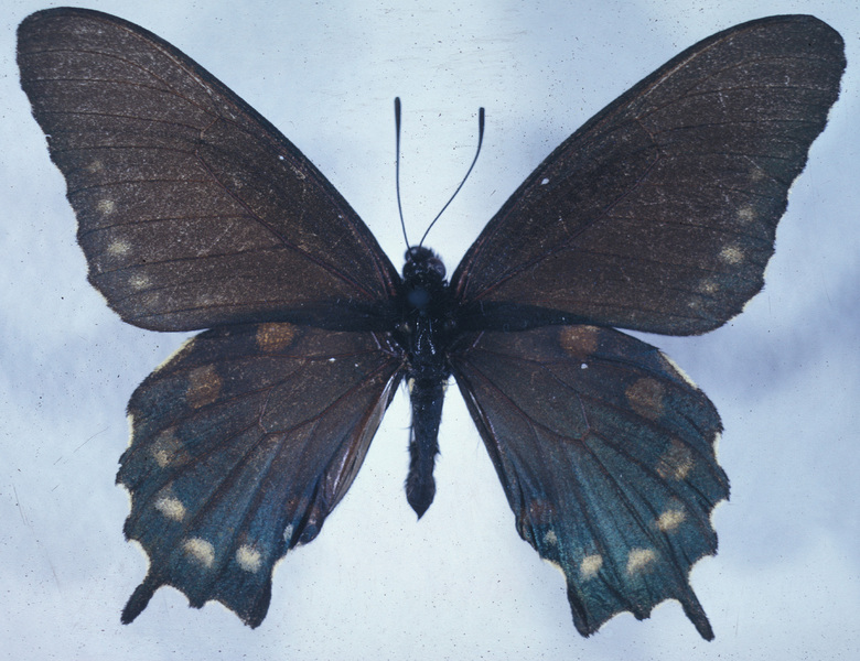 Papilionidae