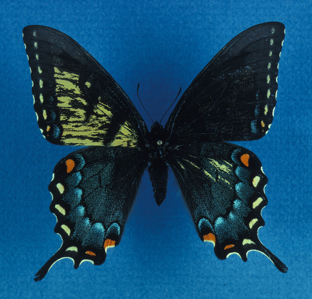 Papilio