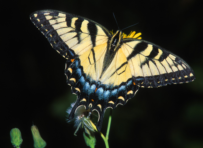 Papilio glaucus