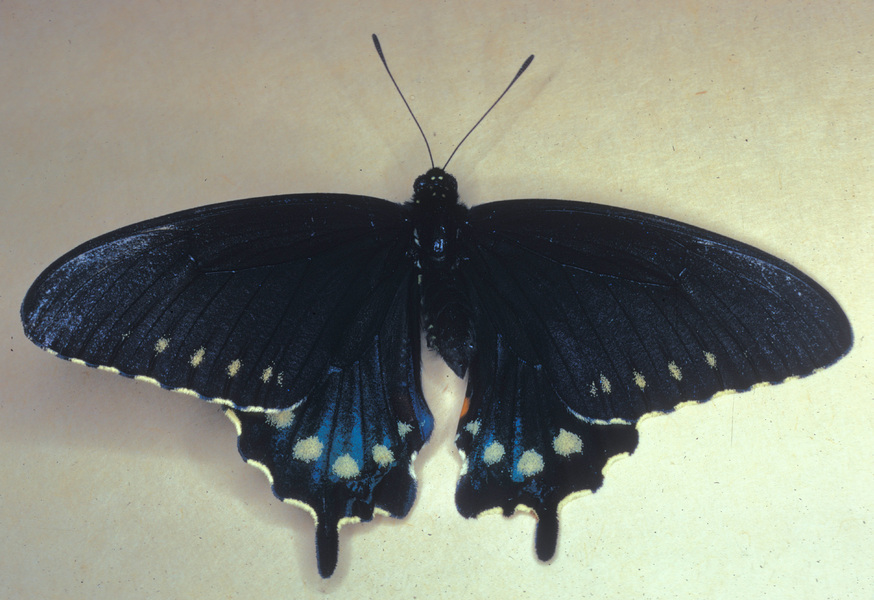 Lepidoptera