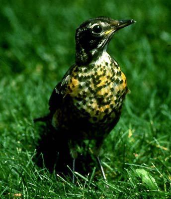 Turdus migratorius