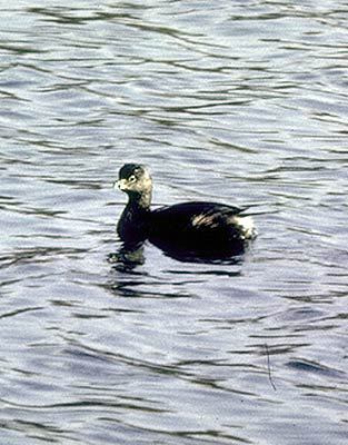 Podilymbus podiceps