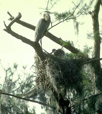 Ciconiiformes