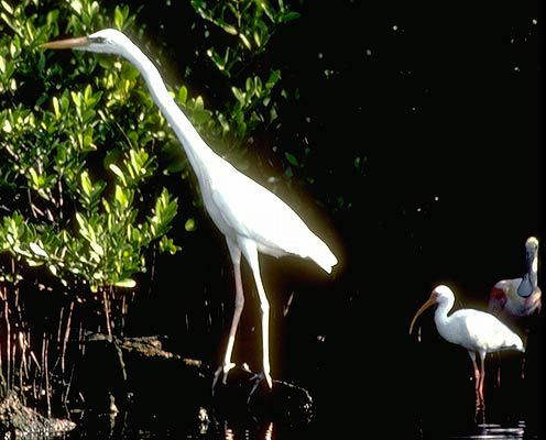 Ardea herodias