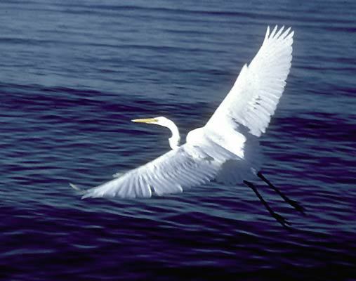 Ardea alba