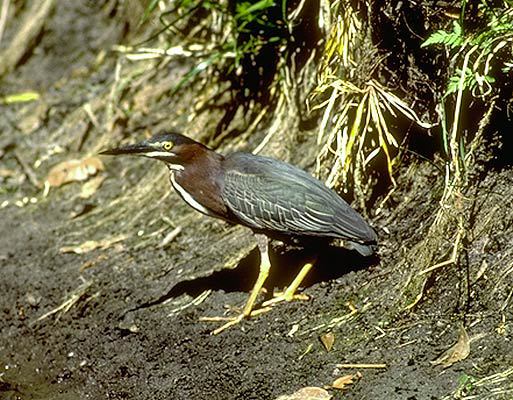 Ciconiiformes