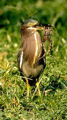 Butorides virescens