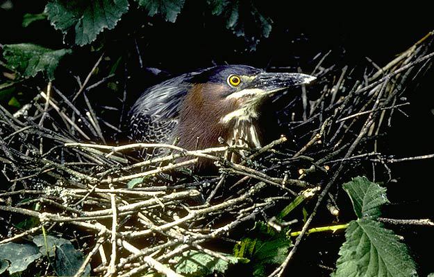 Butorides virescens