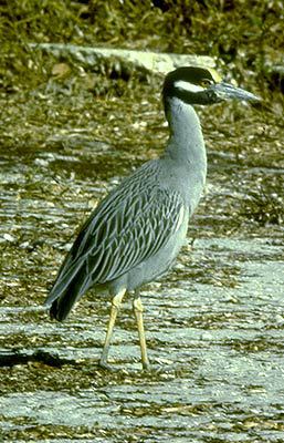 Ciconiiformes