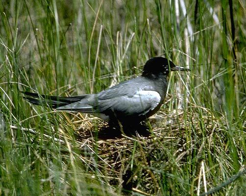 Laridae