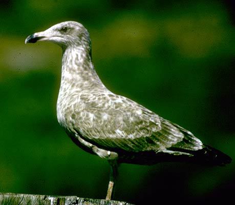 Larus argentatus