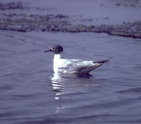 Charadriiformes