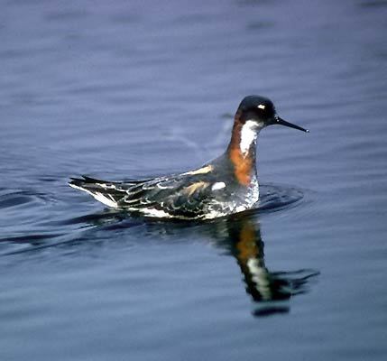 Charadriiformes