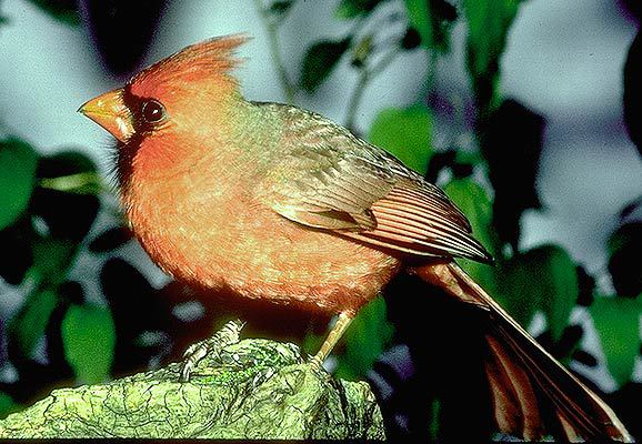 Cardinalis