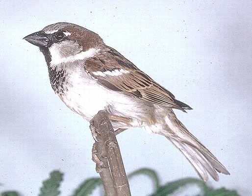 Passer domesticus