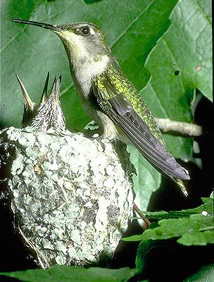 Trochilidae