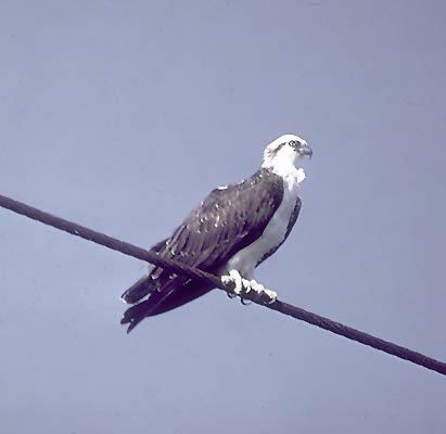 Falconiformes