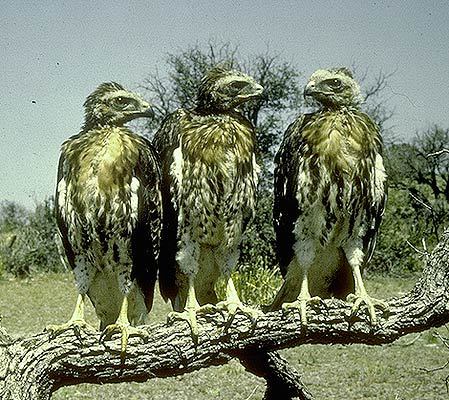 Falconiformes