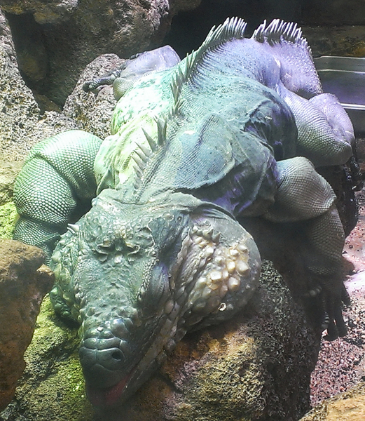 Cyclura_lewisi