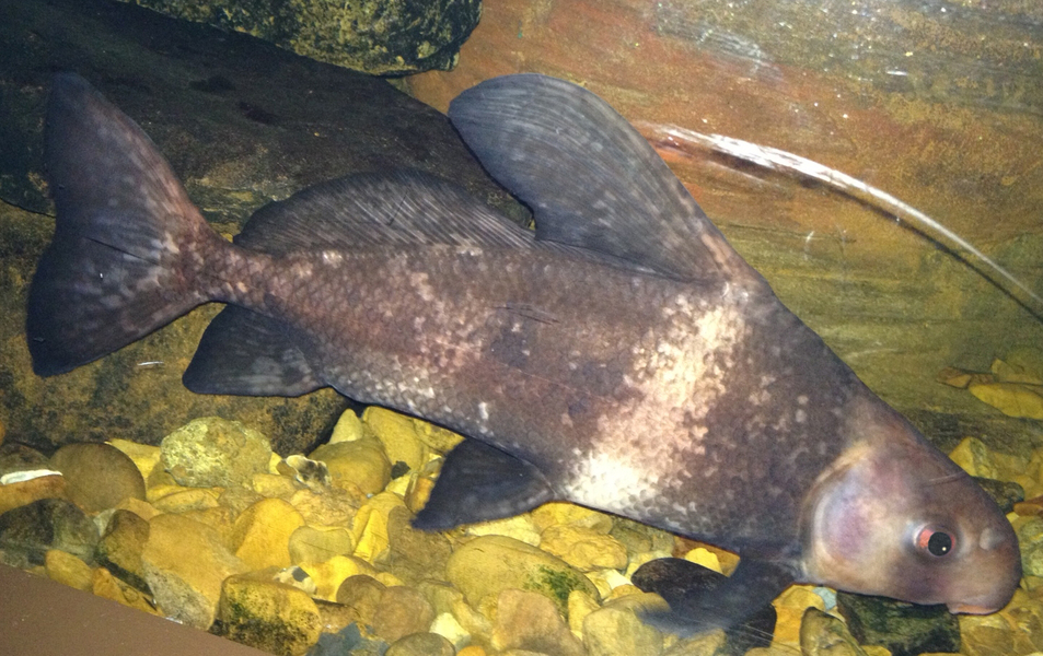 Myxocyprinus