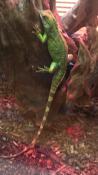 Physignathus_cocincinus