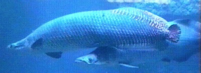 Arapaima gigas