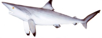 Elasmobranchii