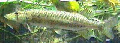 Esox