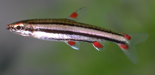 Nannostomus trifasciatus