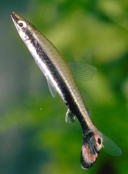 nannostomus_unifasciatus