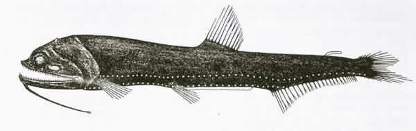 Gnathostomata