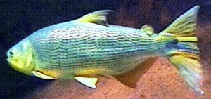 Euteleostomi