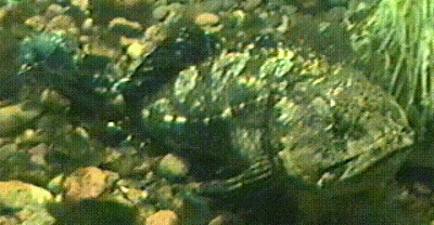 Euteleostomi