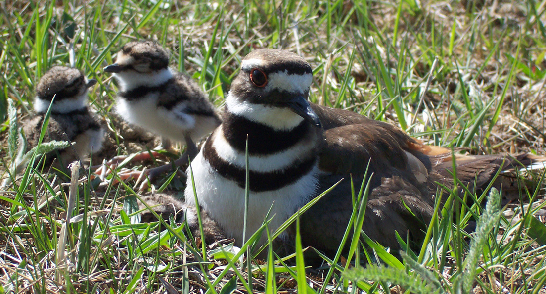 Charadrius