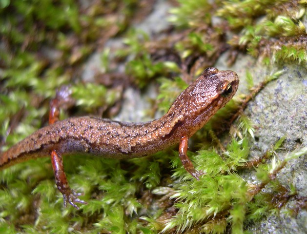 ADW: Desmognathus wrighti: INFORMATION