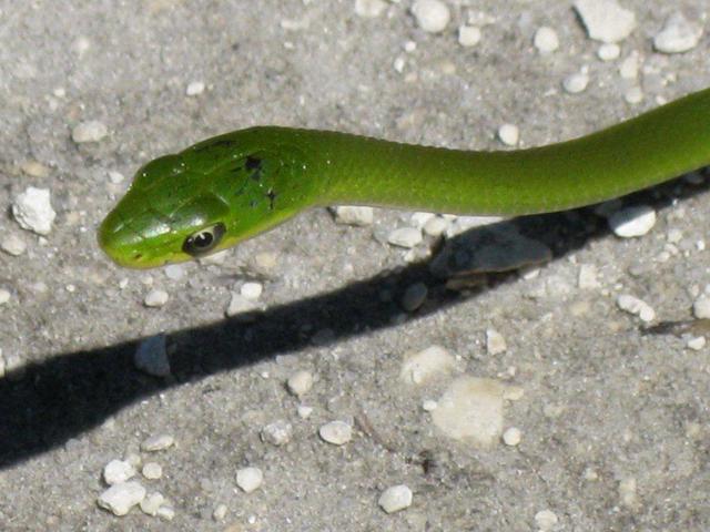 Adw Opheodrys Aestivus Information