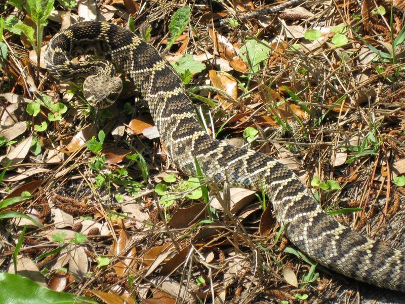 Crotalus adamanteus