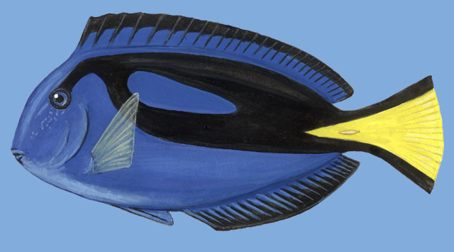 Blue tang, facts and photos