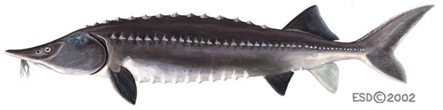 Euteleostomi