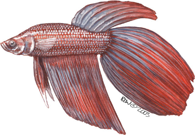 male betta fish drawing