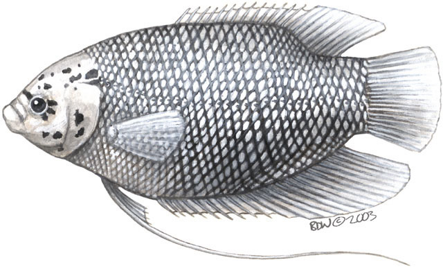 Deuterostomia