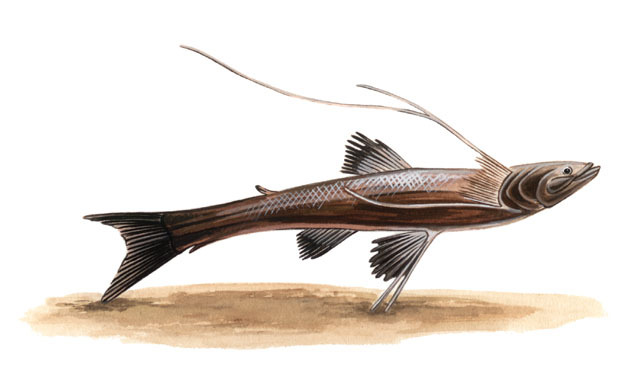 Bathypterois_quadrifilis