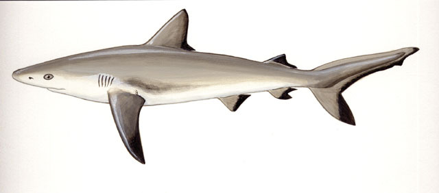 class chondrichthyes carcharodon